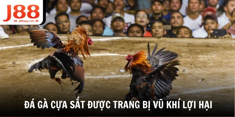 Đá gà cựa sắt tại sảnh đá gà J88 sẽ được trang bị một chiếc cựa kim loại nhọn
