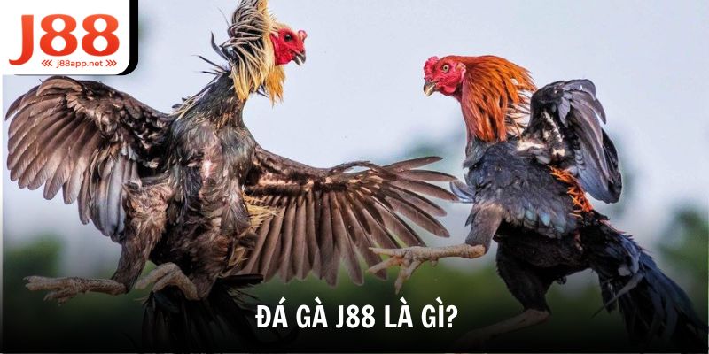 Đá Gà J88 là gì?
