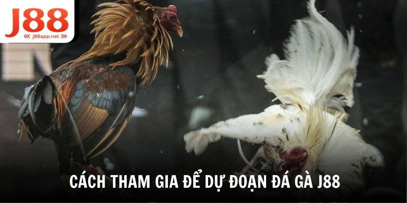 Làm thế nào để chơi dự đoán đá gà tại J88?